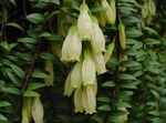 Fil Agapetes Ampelväxter beskrivning