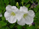 branco Flores Internas Asystasia arbusto foto