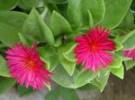 pink Indendørs Blomster Aptenia hængende plante Foto