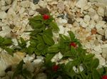 赤 室内の花 Aptenia ハンギングプラント フォト