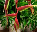sarkans Iekštelpu ziedi Omārs Raust,  zālaugu augs, Heliconia Foto