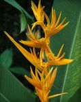 yellow Indoor Flowers Lobster Claw,  herbaceous plant, Heliconia Photo