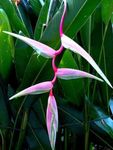 pink Indoor Flowers Lobster Claw,  herbaceous plant, Heliconia Photo