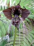 სურათი Bat უფროსი ლილი, Bat ყვავილების, Devil Flower ბალახოვანი მცენარე აღწერა