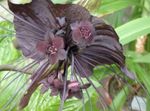 barna Bat Fej Liliom, Denevér Virág, Ördög Virág lágyszárú növény, Tacca fénykép
