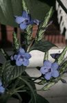 light blue Indoor Flowers Blue sage, Blue eranthemum shrub Photo