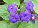 იასამნისფერი შიდა ყვავილები ლურჯი ბრძენი, ლურჯი Eranthemum ბუში სურათი