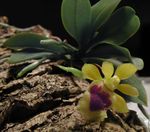 sarı Kapalı çiçek Haraella otsu bir bitkidir fotoğraf
