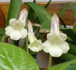 beyaz Kapalı çiçek Chirita otsu bir bitkidir fotoğraf