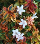 бял Интериорни цветове Abelia храсти снимка