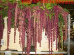 foto Amaranthus, Liefde-Leugen-Bloeden, Kiwicha Kruidachtige Plant beschrijving