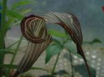 ყავისფერი შიდა ყვავილები Dragon Arum, Cobra ქარხანა, ამერიკის გოლი Robin, ბუდე გამოსულთა ბალახოვანი მცენარე, Arisaema სურათი