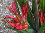 rød Bavian Blomst, Bavian Rod urteagtige plante, Babiana Foto