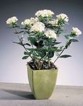 balts Iekštelpu ziedi Jasmīns Augs, Koši Trumpetilla krūms, Bouvardia Foto