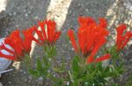 rood Huis Bloemen Jasmijn Plant, Scarlet Trumpetilla struik, Bouvardia foto