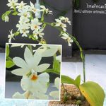 λευκό εσωτερική Λουλούδια Calanthe ποώδη φωτογραφία