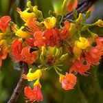 portocale Flori de Interior Castanospermum copac fotografie