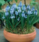 Fil Druva Hyacint Örtväxter beskrivning