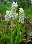 hvid Indendørs Blomster Drue Hyacinth urteagtige plante, Muscari Foto