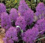violetinė Vidinis gėlės Vynuogių Hiacintas žolinis augalas, Muscari Nuotrauka