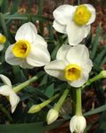 bílá Pokojové Květiny Narcisy, Daffy Dilly Dolů bylinné, Narcissus fotografie