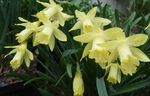 gulur Blómapotti, Daffy Niður Dilly herbaceous planta, Narcissus mynd