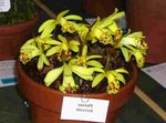 amarillo Flores de salón Azafrán Indio herbáceas, Pleione Foto