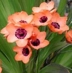 pembe Kapalı çiçek Sparaxis otsu bir bitkidir fotoğraf