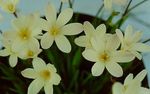 fehér Beltéri Virágok Sparaxis lágyszárú növény fénykép