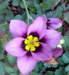 紫丁香 楼花 Sparaxis 草本植物 照