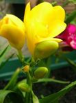 geltonas Vidinis gėlės Sparaxis žolinis augalas Nuotrauka