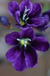 mor Kapalı çiçek Sparaxis otsu bir bitkidir fotoğraf