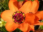 оранжевый Комнатные Цветы Спараксис травянистые, Sparaxis Фото