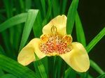 gelb Tigridia, Mexikanische Shell-Blume grasig Foto