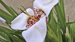 weiß Tigridia, Mexikanische Shell-Blume grasig Foto