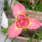 pembe Kapalı çiçek Tigridia, Meksika Kabuk Çiçek otsu bir bitkidir fotoğraf