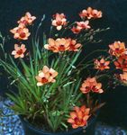 orange des fleurs en pot Tritonia herbeux Photo
