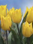 kollane Sise Lilled Tulp rohttaim, Tulipa Foto