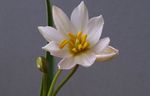 weiß Topfblumen Tulpe grasig, Tulipa Foto