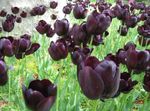 红葡萄酒 楼花 郁金香 草本植物, Tulipa 照