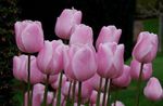 粉红色 楼花 郁金香 草本植物, Tulipa 照