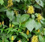 giallo Pennacchio Brasiliano, Fiore Fenicottero gli arbusti, Jacobinia foto
