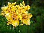 ყვითელი შიდა ყვავილები პერუს ლილი ბალახოვანი მცენარე, Alstroemeria სურათი