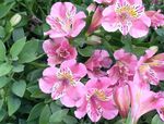 pink Indoor Flowers Peruvian Lily herbaceous plant, Alstroemeria Photo
