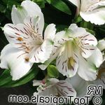 wit Huis Bloemen Peruviaanse Lelie kruidachtige plant, Alstroemeria foto