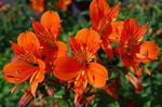orange des fleurs en pot Peruvian Lily herbeux, Alstroemeria Photo