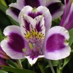 lilac Indoor Flowers Peruvian Lily herbaceous plant, Alstroemeria Photo