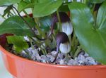 күрең үй гүлдері Arizarum (Mыshinыe Hvostiki) шөпті, Arisarum proboscideum Фото