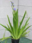 ღია ლურჯი შიდა ყვავილები ლურჯი სიმინდის ლილი ბალახოვანი მცენარე, Aristea ecklonii სურათი