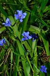 helesinine Sise Lilled Blue Corn Liilia rohttaim, Aristea ecklonii Foto